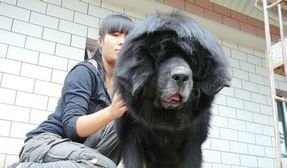 藏獒赤古照片-藏獒多吉原型 藏獒赤古照片-藏獒多吉原型