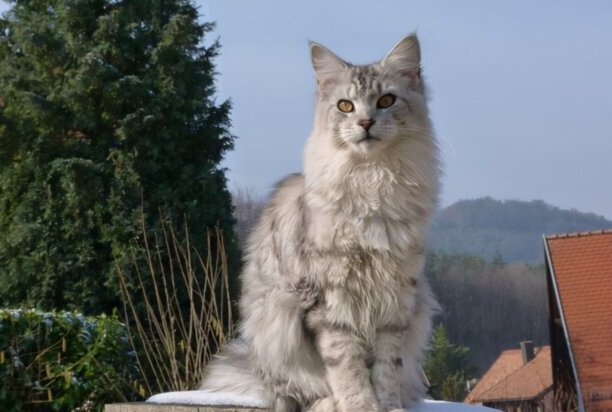 宠物猫的品种价格排行-口碑最好的宠物猫排行榜