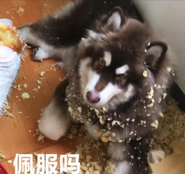 阿拉斯加犬性格-阿拉斯加犬性格特征