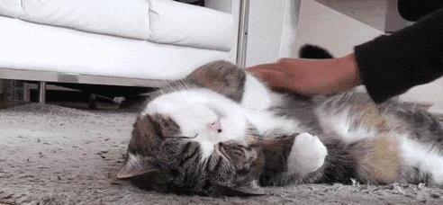 女生不能和猫一起睡-女生要和你养猫是什么意思