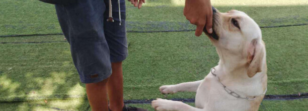 拉布拉多几个月开始训练合适-拉布拉多犬几个月训练