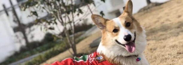柴犬和柯基哪个更好养-柯基好养吗性格如何 柴犬和柯基哪个更好养-柯基好养吗性格如何