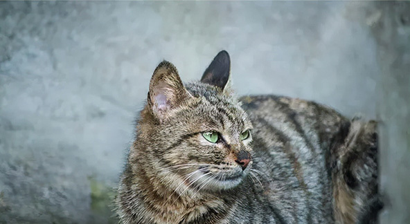 被猫抓了怎么判断没事-猫抓了手指上没出血会不会的狂犬病
