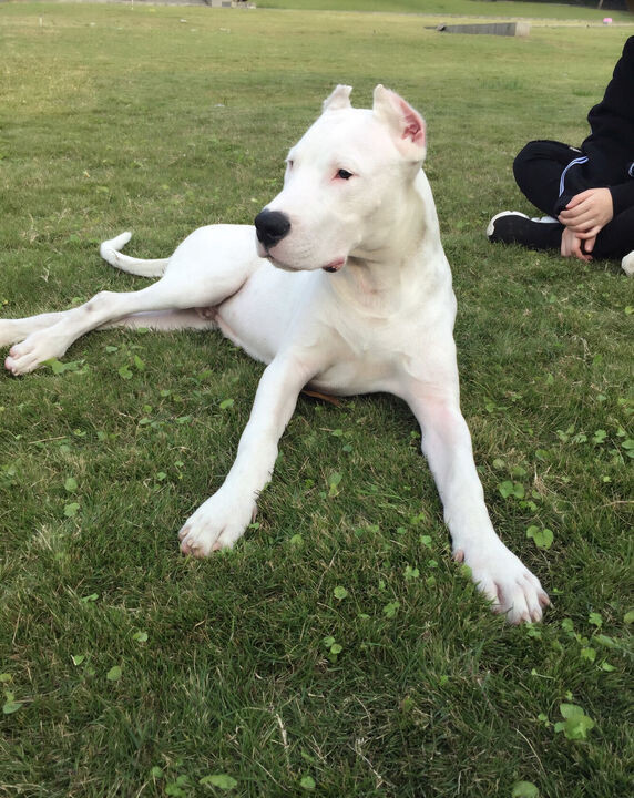 酷姿显摆的杜高犬看上去也别有一番情调、纯种杜高犬养殖基地
