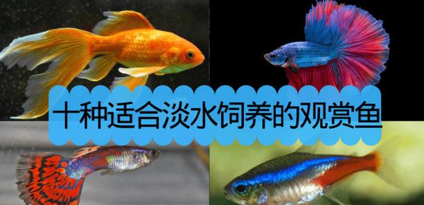淡水观赏鱼的种类大全-淡水鱼类有哪些
