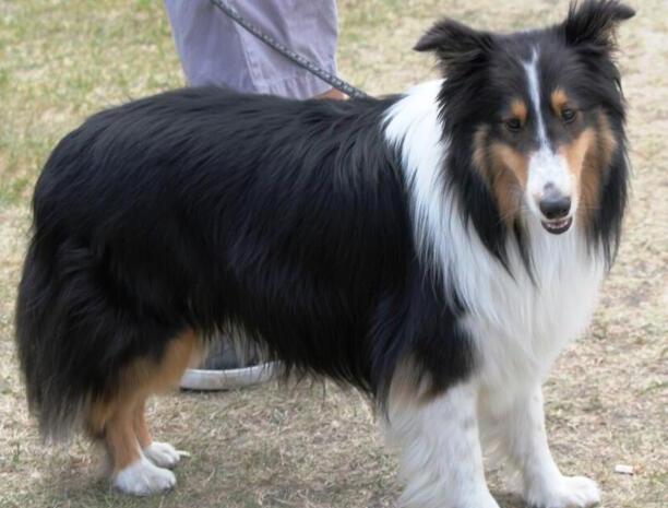 纯种苏格兰牧羊犬-苏格兰牧羊犬能活多少岁 纯种苏格兰牧羊犬-苏格兰牧羊犬能活多少岁