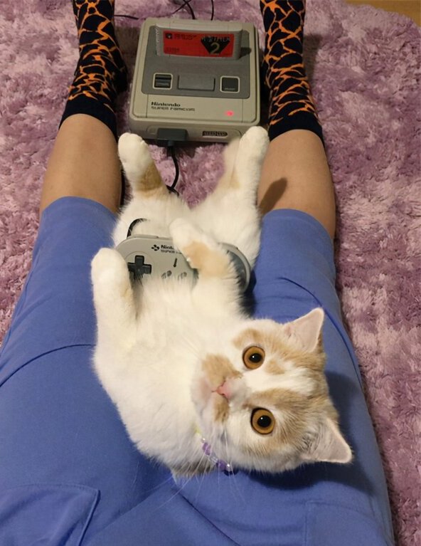 家里养猫好不好-养猫是好还是不好