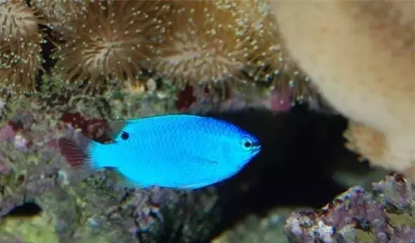 十大养不死的海水鱼-最便宜的海水鱼排行榜
