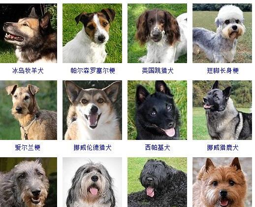 狗的种类有哪些-如何通过照片知道狗狗的品种和名字