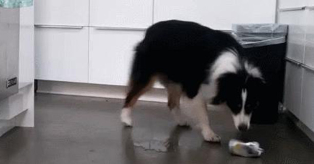 边牧犬多少钱一只幼崽-纯种边牧幼崽怎么辨别