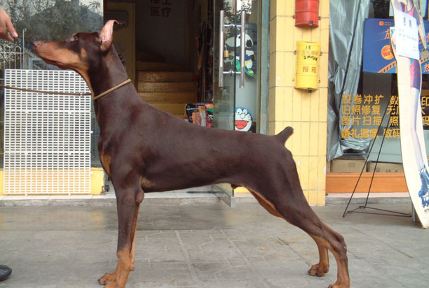 德国杜宾犬多少钱一只-杜宾犬详细介绍