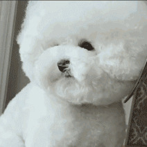 巴比熊犬-名字带巴的狗 巴比熊犬-名字带巴的狗