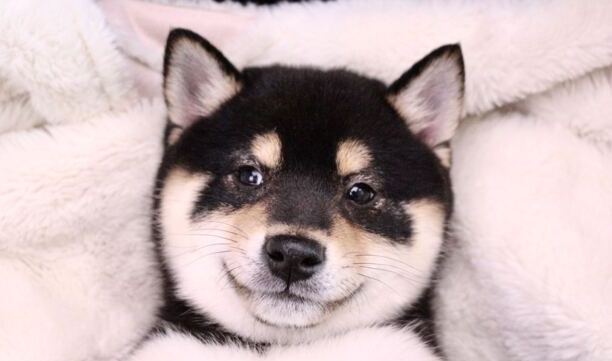 国内柴犬现在多少钱-纯种柴犬白色柴犬价格在3000到3500 国内柴犬现在多少钱-纯种柴犬白色柴犬价格在3000到3500
