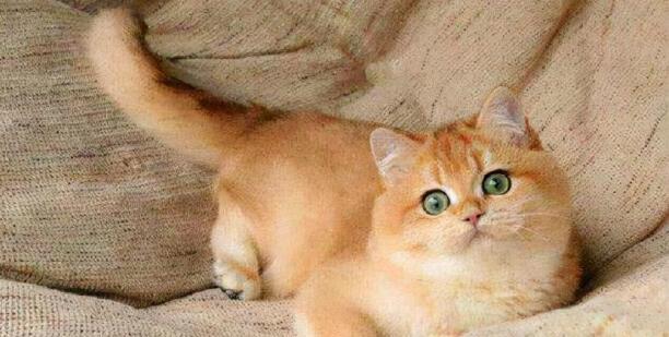 猫咪什么时候可以驱虫-母猫多久可以驱虫