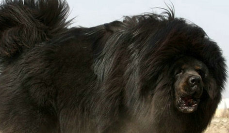 鬼獒pk藏獒-鬼獒对战比特犬谁胜算大
