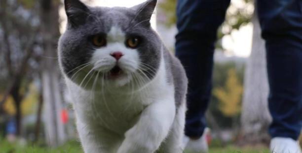 汤姆是什么品种的猫-tom猫是什么猫