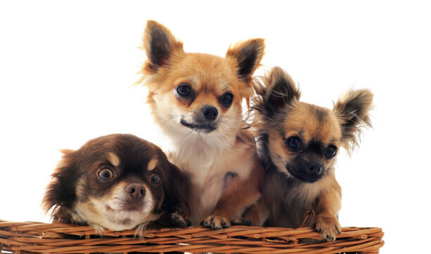 犬窝咳用什么药治疗最有效-犬窝咳如何治疗