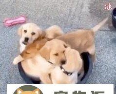 世界上最聪明的狗排名前十名的智商-最聪明的狗狗是哪种狗