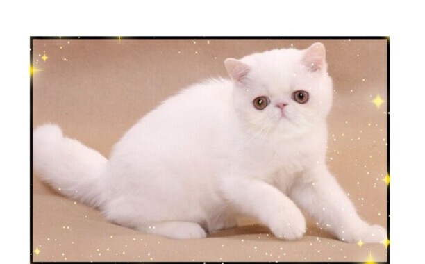 白色的猫有哪些品种-白猫在中国的寓意