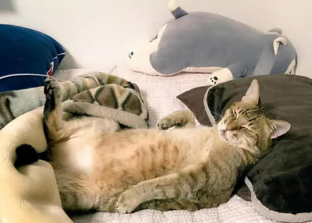 0度左右猫会冻死吗-猫右眼睛睁不开怎么办