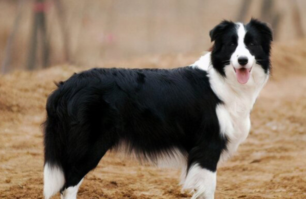 边牧1到12个月成长图-边牧和边境牧羊犬有什么区别