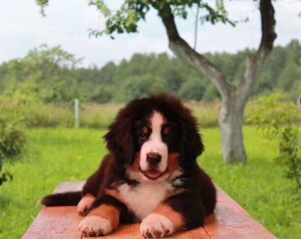 伯恩山犬价格多少钱一只-伯恩山长大后有多大