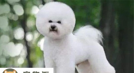 纯种比熊怎么区分-纯种比熊犬辨别方法