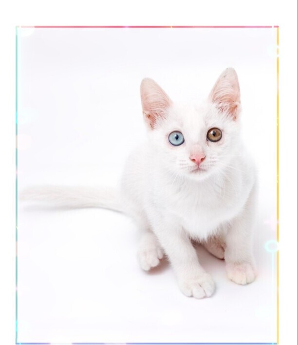 白色的猫有哪些品种-白猫在中国的寓意
