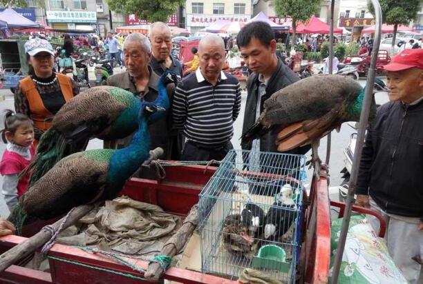 人工喂养蓝孔雀1500元一只,市民围观看稀奇但无人购买 人工喂养蓝孔雀1500元一只,市民围观看稀奇但无人购买