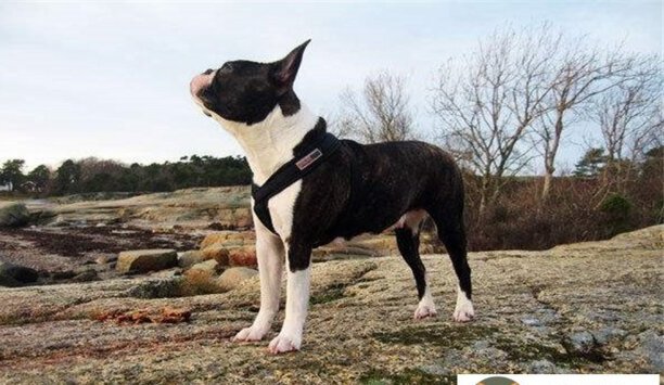 2023年大丹犬价格一览表-马士提夫犬多少钱一只