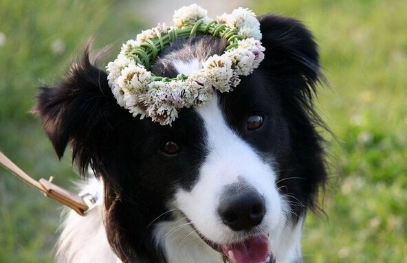 边牧1到12个月成长图-边牧和边境牧羊犬有什么区别
