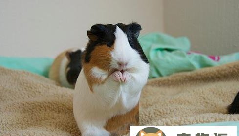 荷兰猪的叫声代表什么-荷兰猪的叫声都是什么含义如何分辨