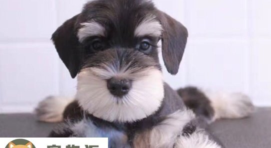 茶杯犬怎么样好养吗