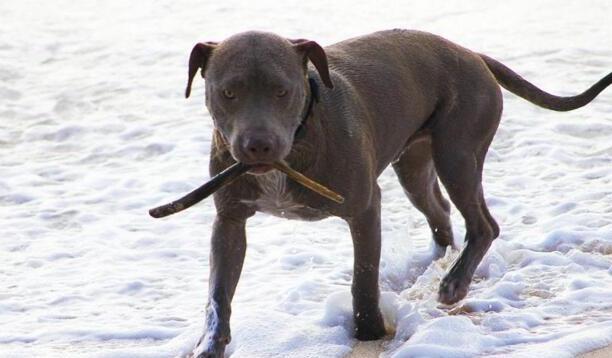 战斗力最强的狗-什么犬种战斗力最强