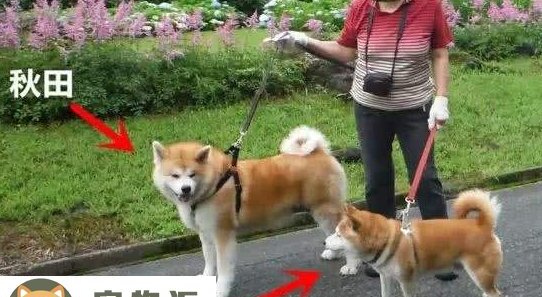 秋田犬与柴犬的区别-柴犬和秋田犬的区别是什么
