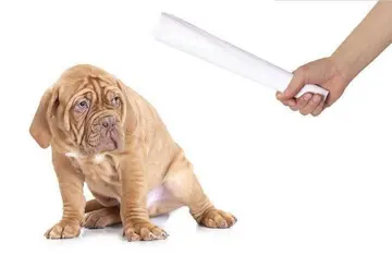 怎样训练蝴蝶犬 怎样训练蝴蝶犬