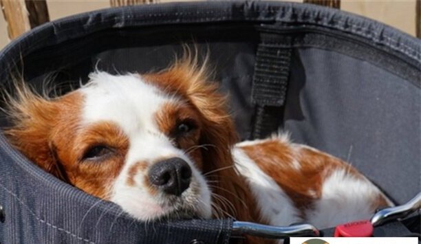 5种狗狗睡姿看性格解析-为什么狗是趴着睡猫是仰着睡