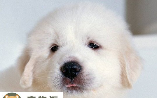 大白熊犬的价格是多少-大白熊犬幼犬价格多少