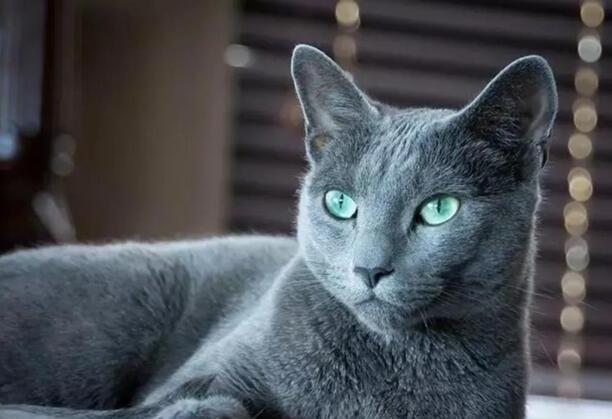 汤姆是什么品种的猫-tom猫是什么猫
