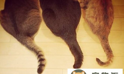 猫咪尾巴为什么不能碰-猫为什么不让摸尾巴