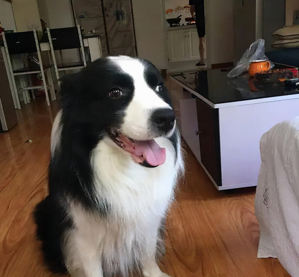 边境牧羊犬好养吗