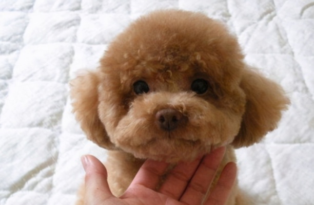 小型狗狗排行榜前十名-小型犬有哪些