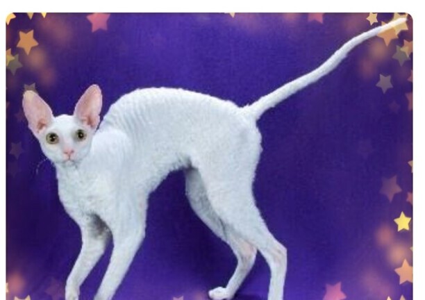 白色的猫有哪些品种-白猫在中国的寓意