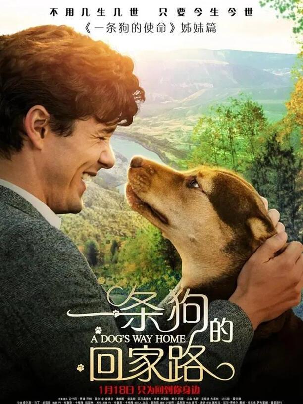 有关狗的电影-十部必看的犬类电影 有关狗的电影-十部必看的犬类电影