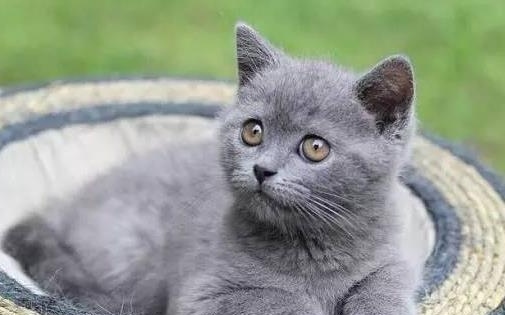 英短蓝猫多少钱一只幼崽-英短蓝猫怎么看品相