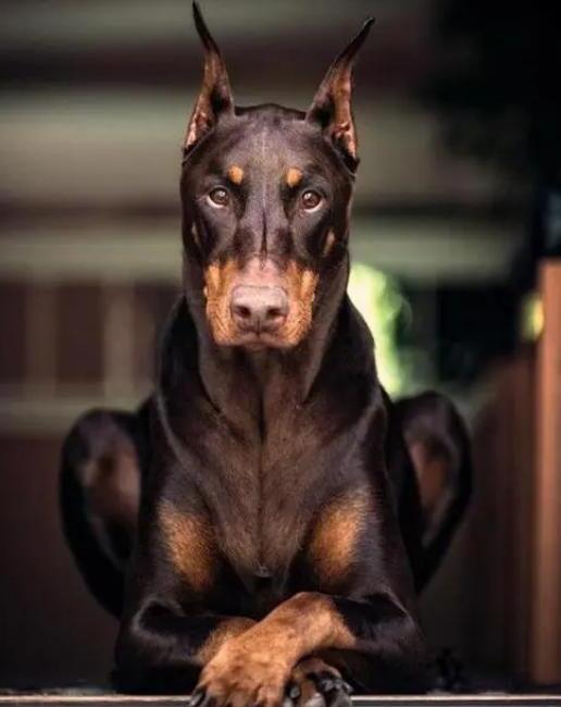 那种狗狗智商高好训练-马犬的忠诚有多可怕 那种狗狗智商高好训练-马犬的忠诚有多可怕