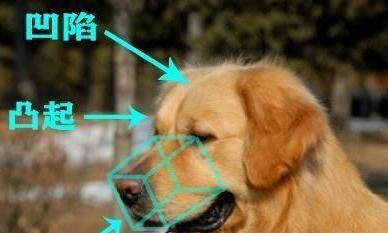 金毛普通点的一般多少钱-金毛多少钱一只