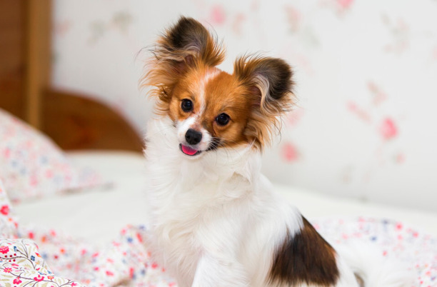 要不要养蝴蝶犬，看完这几点再决定