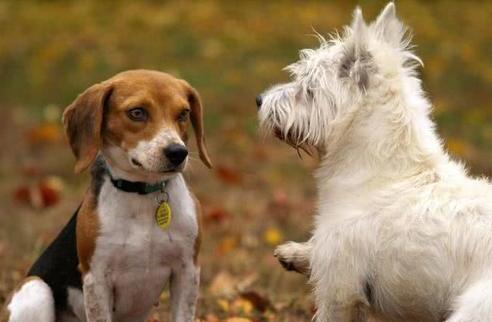 如何分辨是不是犬窝咳-小狗犬窝咳怎么办急 如何分辨是不是犬窝咳-小狗犬窝咳怎么办急