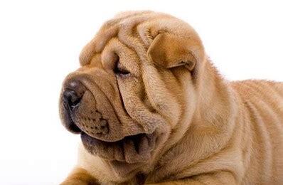 沙皮狗和八哥犬的区别-沙皮犬优点及缺点